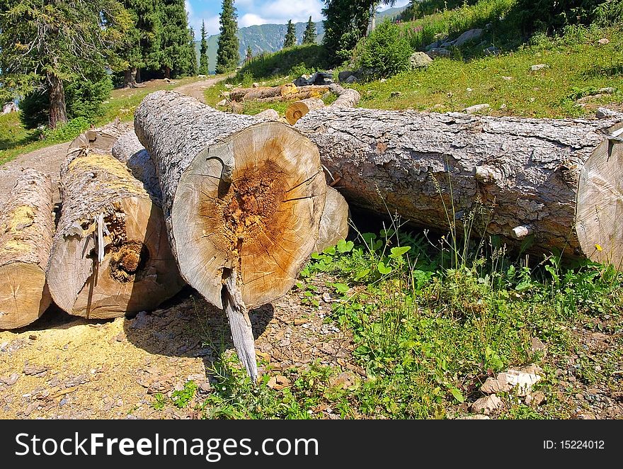 Wood logging in the alps, Switzerland. Wood logging in the alps, Switzerland