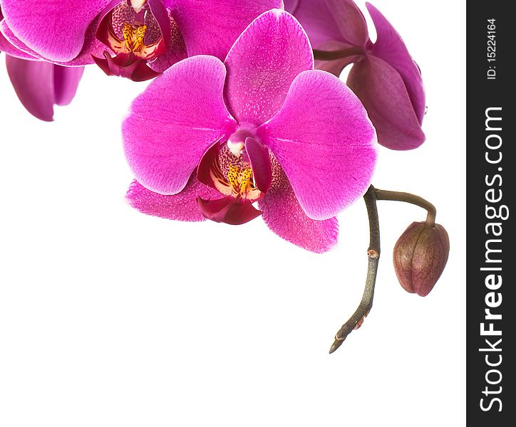 Background of fresh flowers photographed in the studio. Background of fresh flowers photographed in the studio