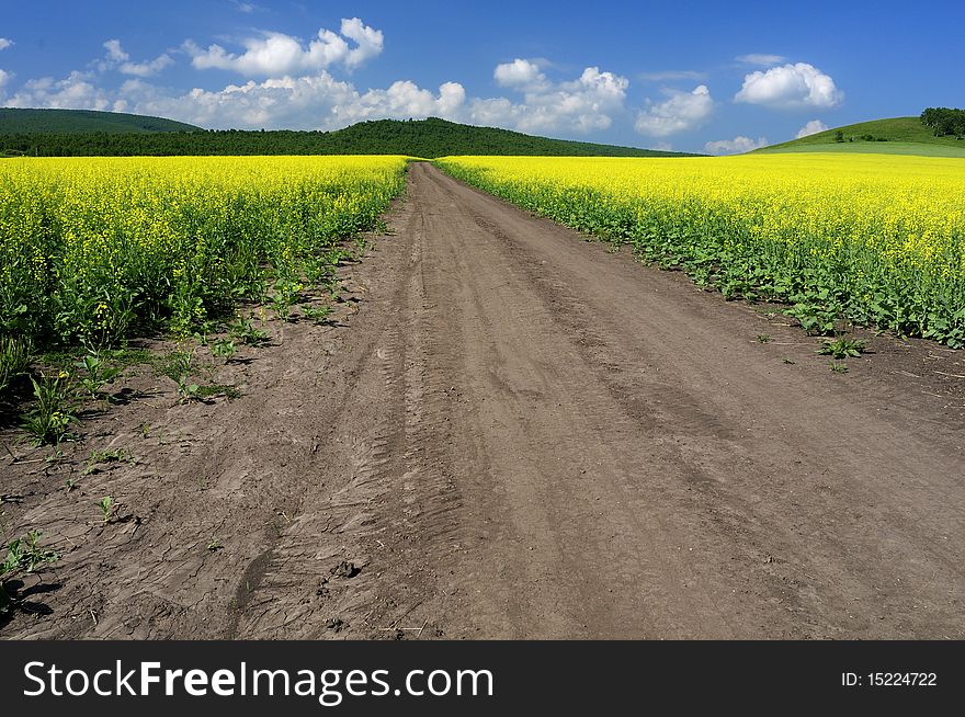 A dirt road in the beauty of the farms