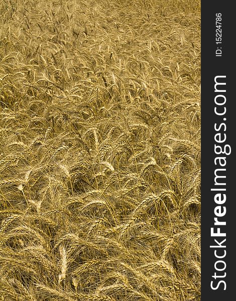 Mid view of a field of wheat or corn. Mid view of a field of wheat or corn