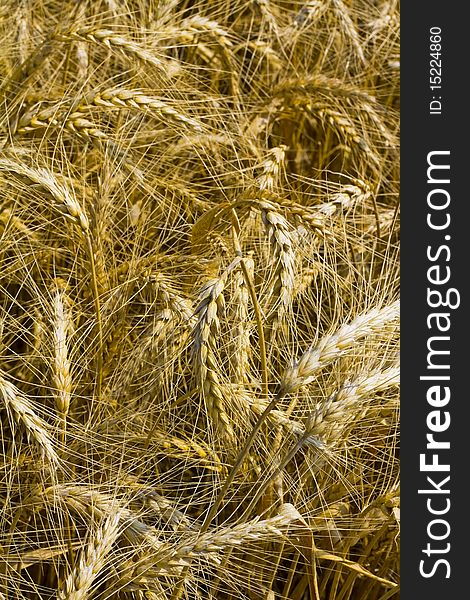 Closeup of a  field of wheat or corn. Closeup of a  field of wheat or corn