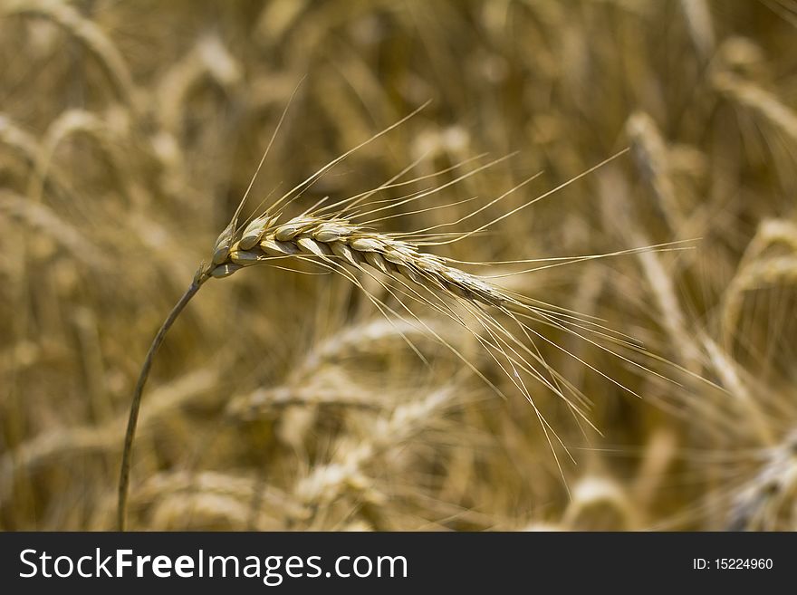 A piece of wheat or corn before the cornfield