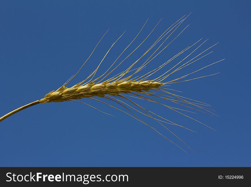 A piece of wheat or corn under the blue sky