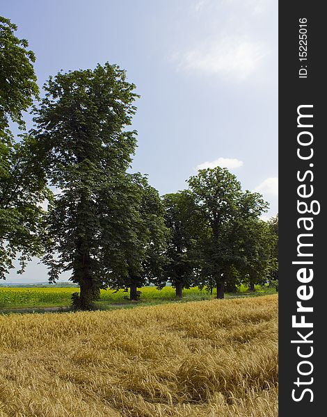 Cornfield under the summer sun with trees in between