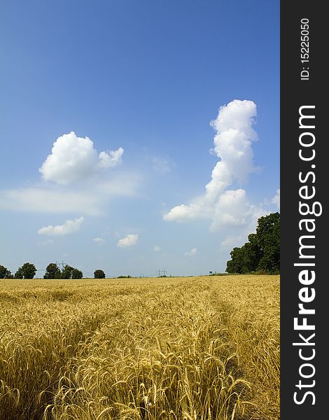 Cornfield under the summer sun with trees in between