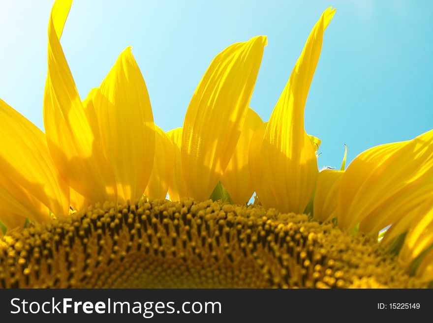 Bright, yellow sunflower under the blue sky