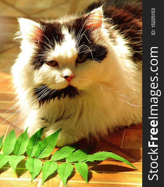 Long-haired black and white cat is resting on the floor. Long-haired black and white cat is resting on the floor