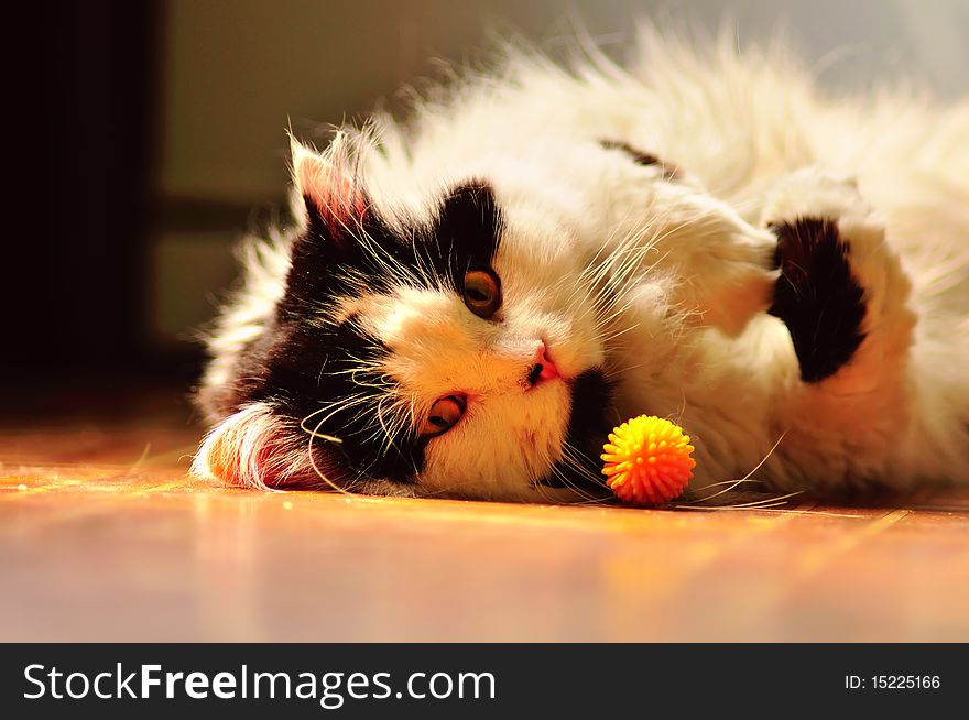 Long-haired black and white cat laying on the floor; cat hair is present on the floor. Long-haired black and white cat laying on the floor; cat hair is present on the floor