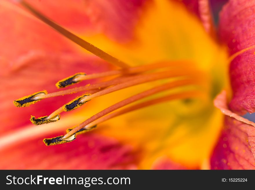 Flowers on colorfull background - macro photo