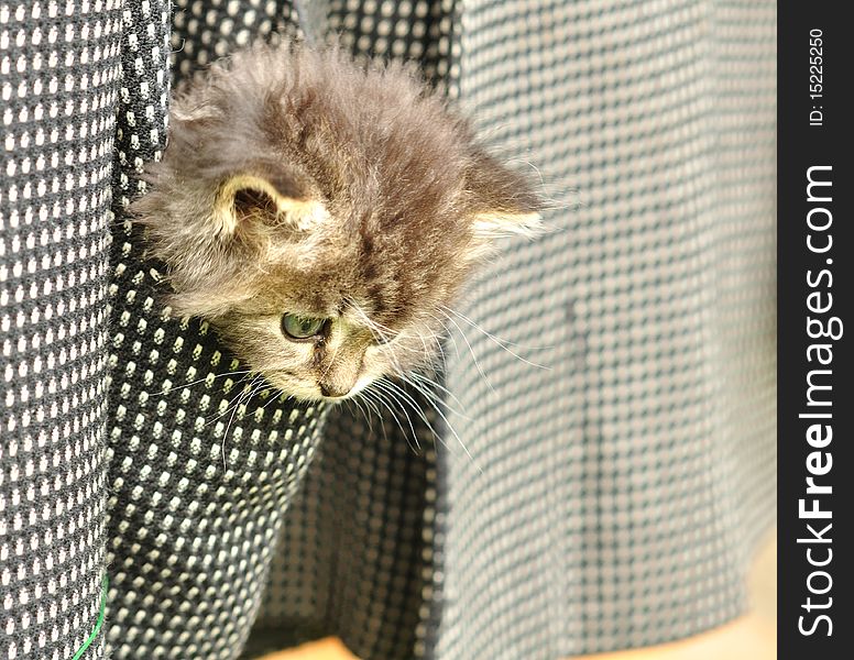 Kitten sitting in the pocket