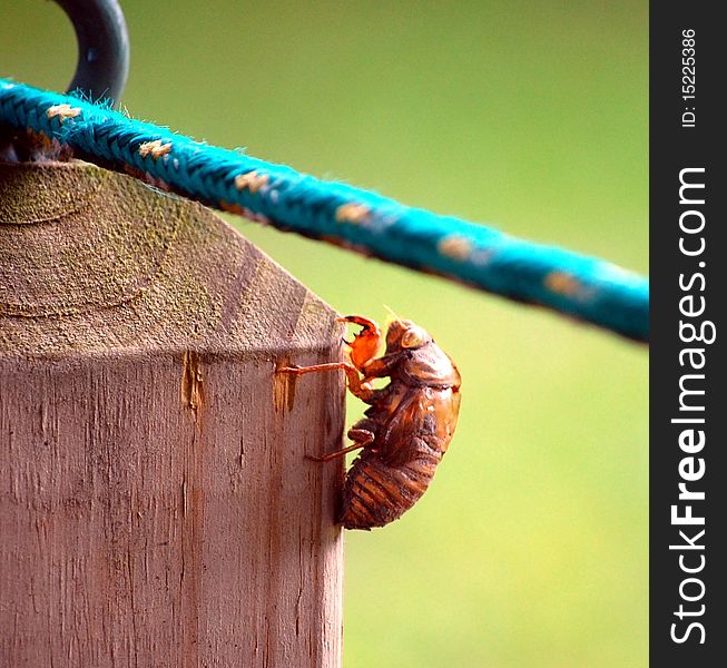 Shell of a cicada on a wood post.