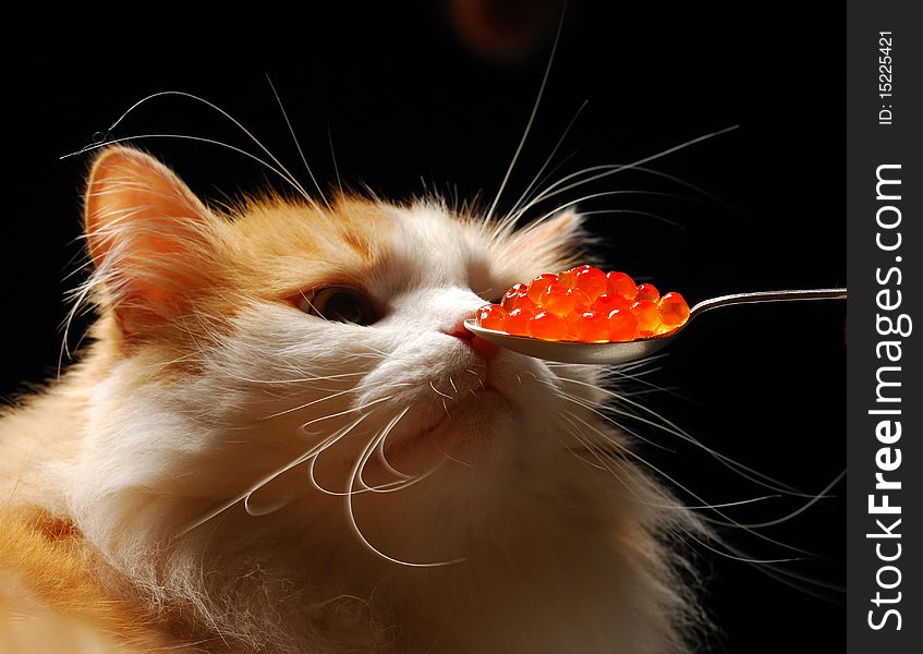Ginger cat sniffs red caviar against black background. Ginger cat sniffs red caviar against black background