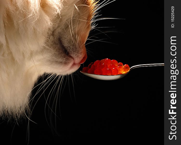 Cat sniffs red caviar against black background. Cat sniffs red caviar against black background