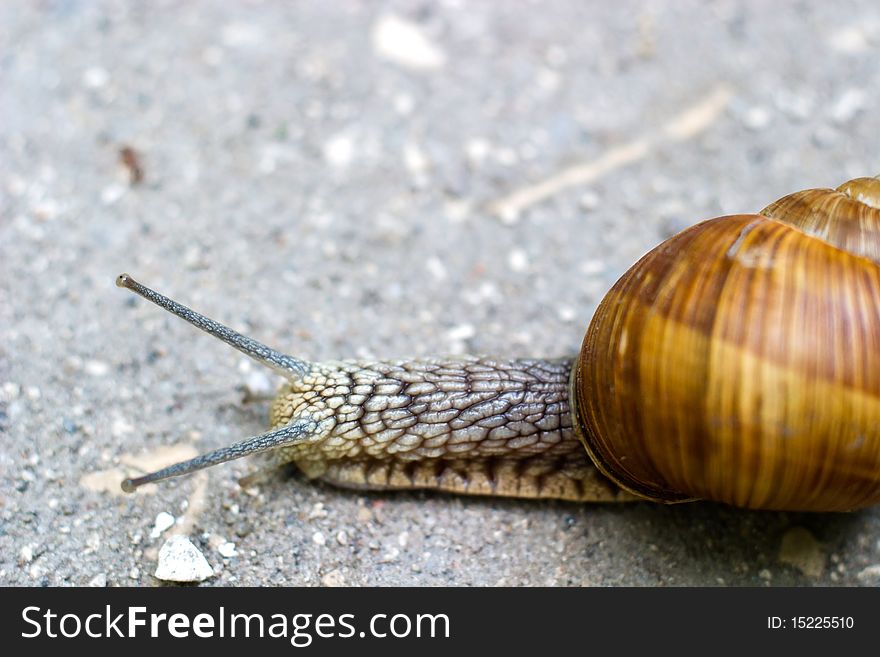 Snail is climbing up, image from nature series: snail on leaf