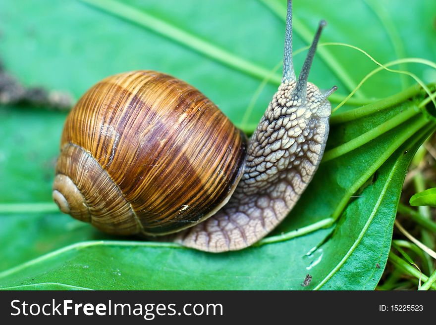 Snail is climbing up, image from nature series: snail on leaf