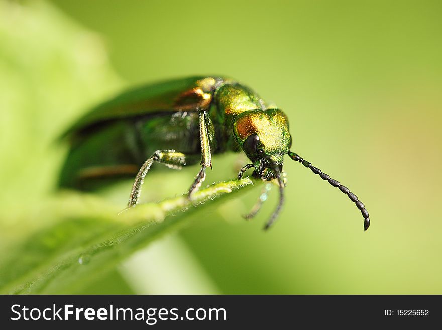 Cantharis lytta vesicatoria / insect by the closeup
