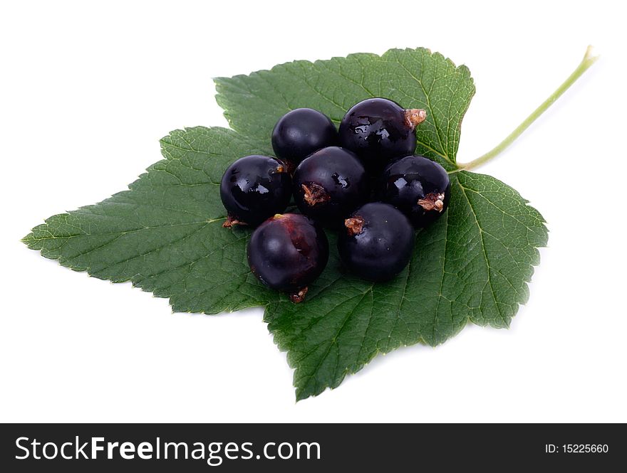 Black currant on a green leaf. Isolated on white background. Black currant on a green leaf. Isolated on white background