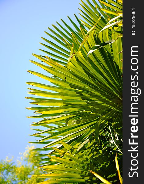 Palm leaves on the blue background. Palm leaves on the blue background
