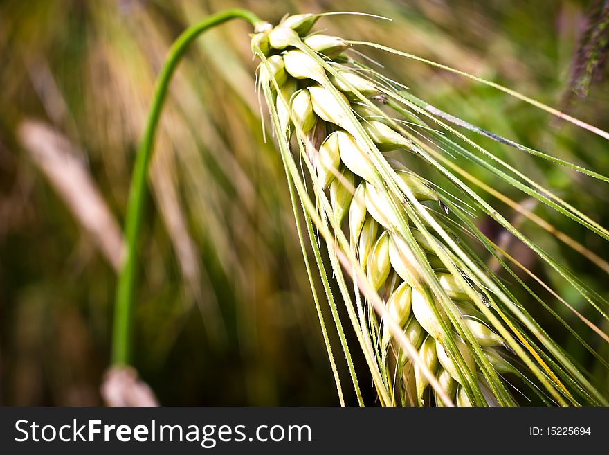 Green spring grains, close up of yellow wheat ears on the field