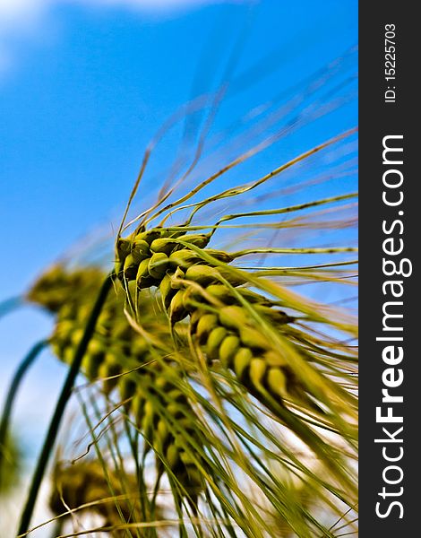 Green spring grains, close up of yellow wheat ears on the field