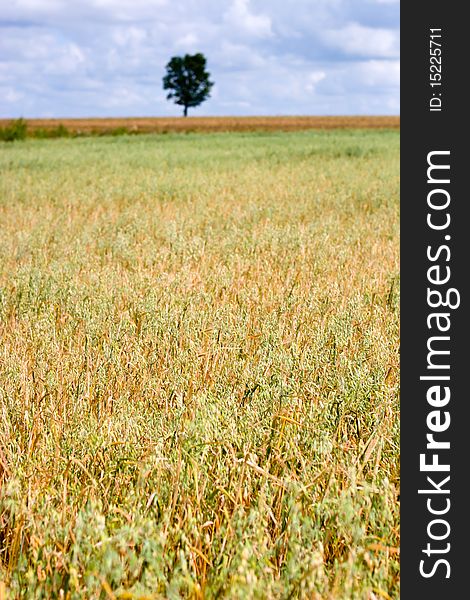 Green spring grains, close up of yellow wheat ears on the field