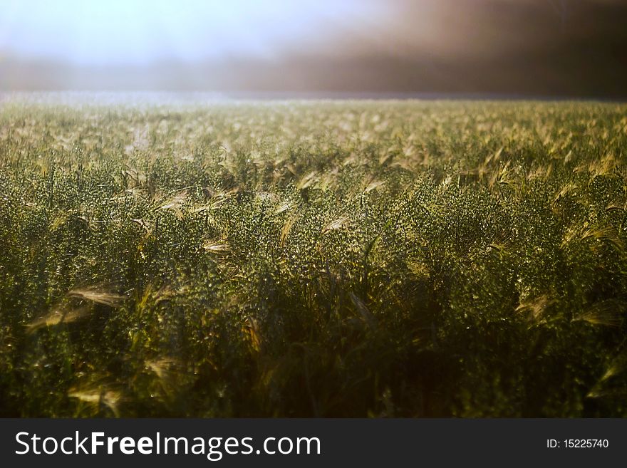 Green spring grains, close up of yellow wheat ears on the field