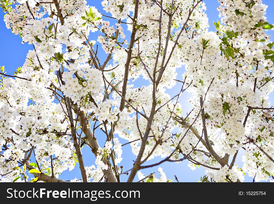 Blooming cherry blossom branches against sky - landscape exterior
