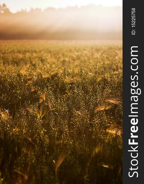 Green spring grains, close up of yellow wheat ears on the field