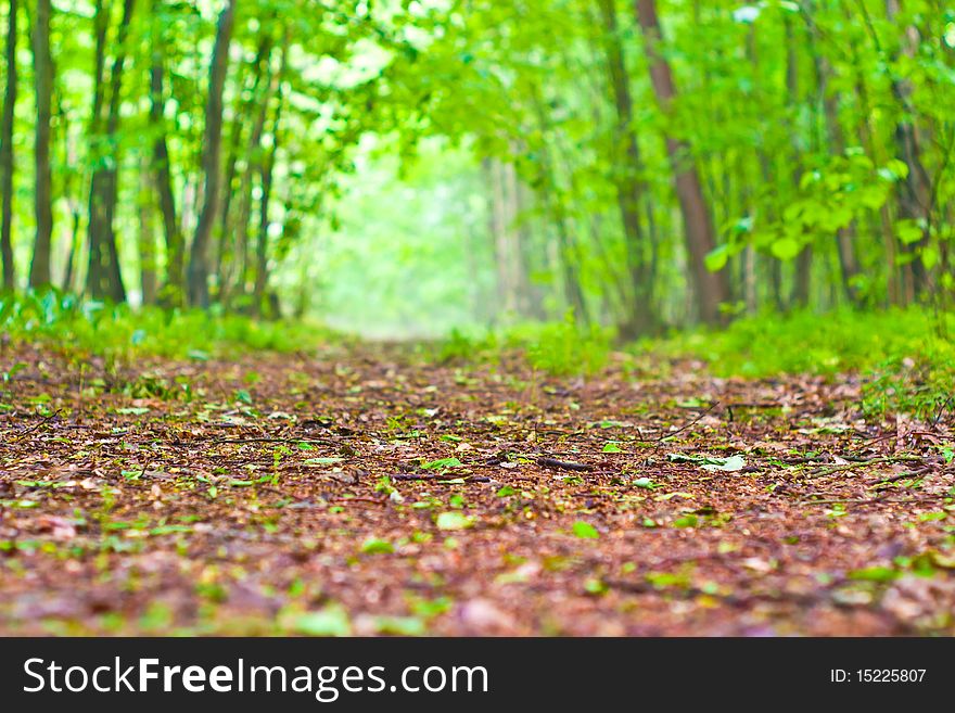 Plants for natural background,
fluffy wild plant grouped in sunny day