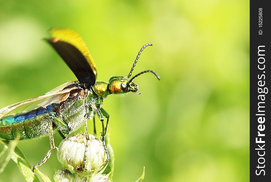 Cantharis lytta vesicatoria / insect by the closeup. Cantharis lytta vesicatoria / insect by the closeup