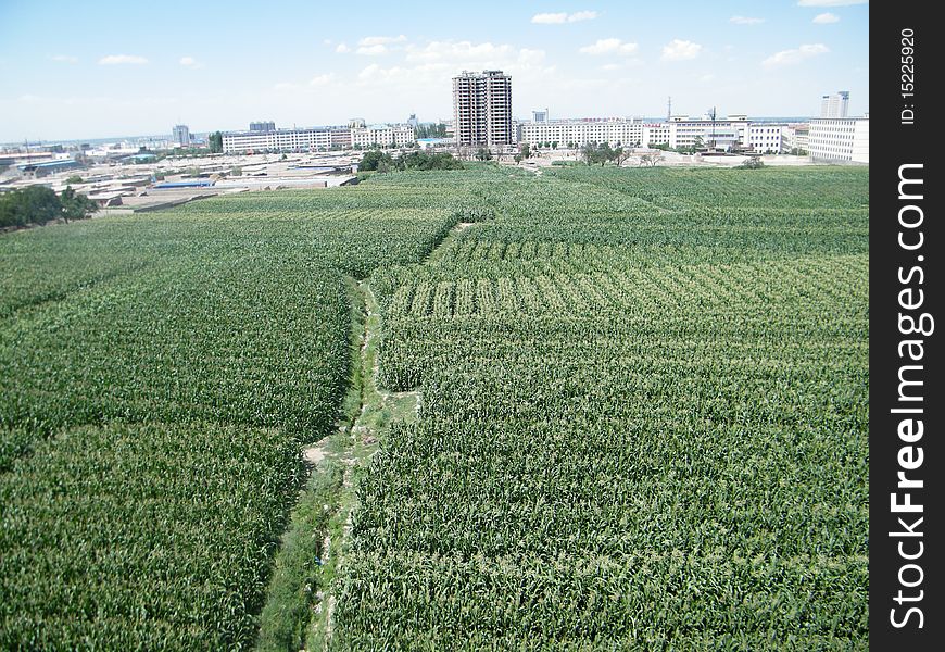 Farmland and high-rise buildings. Farmland and high-rise buildings