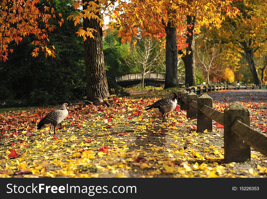 Walk of two ducks in a public park. Walk of two ducks in a public park