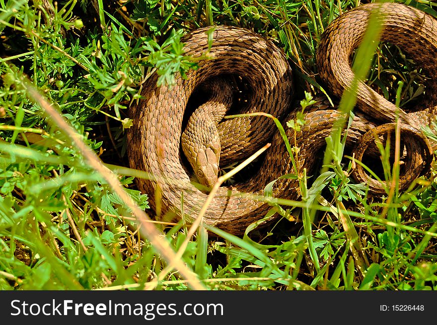 Snake In Grass