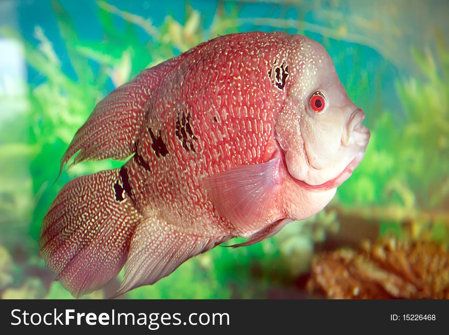 Amphilophus Trimaculatus colorful aquarium fish