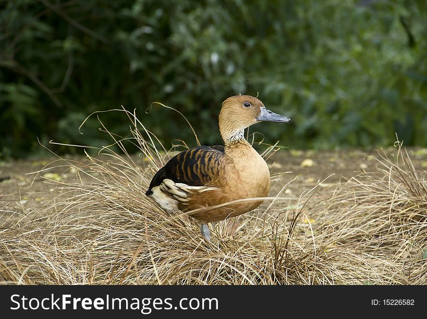A lovely sunny image of a Fulvous Whistling Duck. A lovely sunny image of a Fulvous Whistling Duck