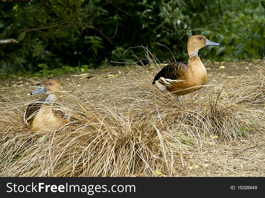 A Pair Of Whistling Ducks