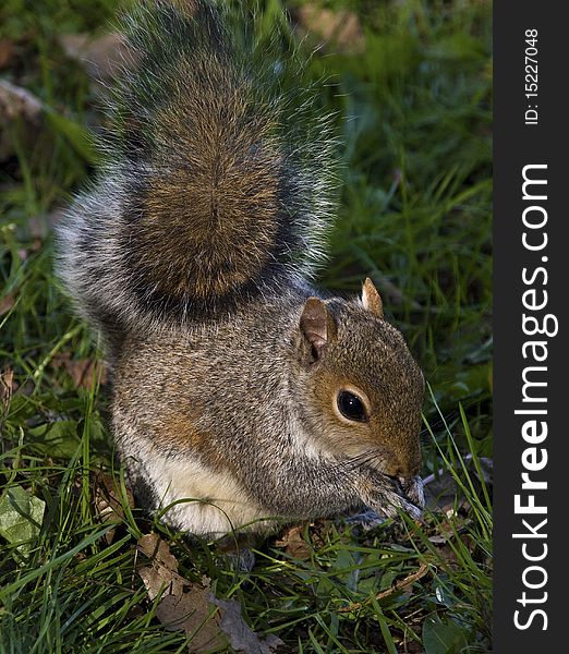 Happy Grey Squirrel