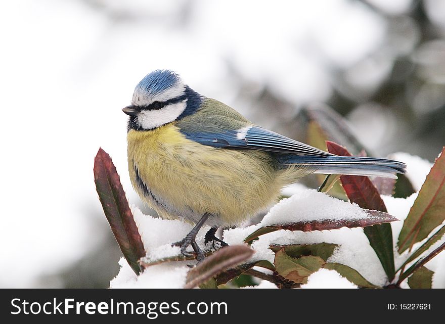 Blue Tit (Cyanistes Caeruleus)