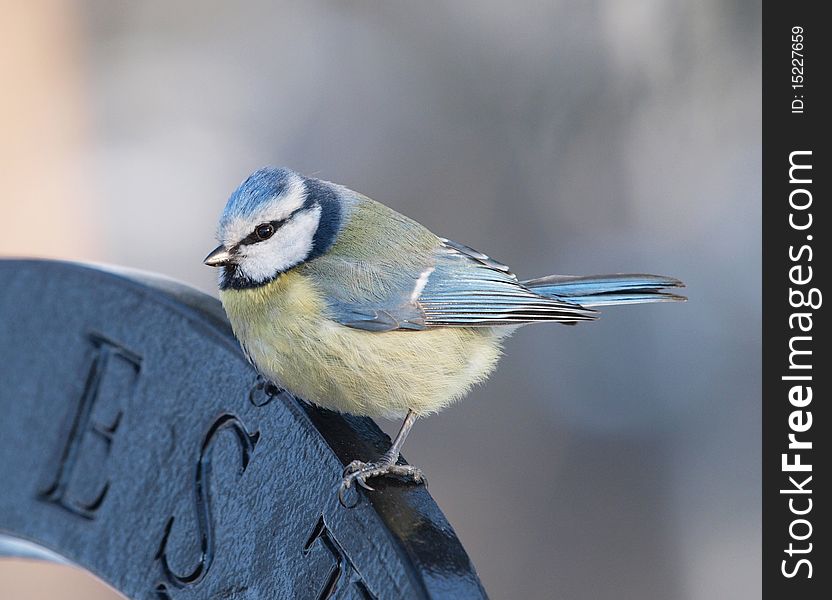 Blue Tit (Cyanistes caeruleus)