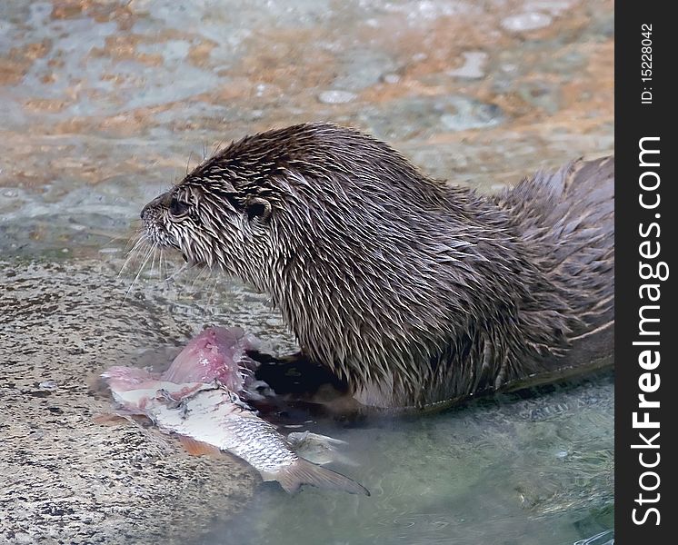 River otter eating fish. Latin name - Lutra lutra. River otter eating fish. Latin name - Lutra lutra