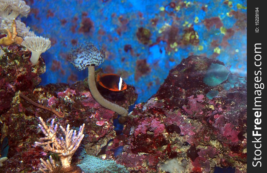 Anemone Fish and tube worm. Anemone Fish and tube worm