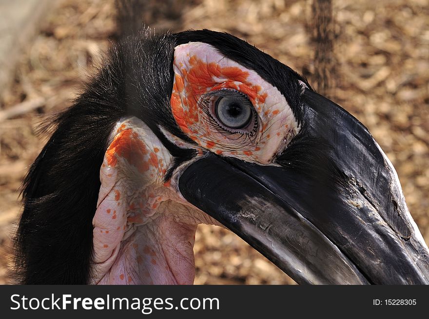 Eye & eyelashes can be seen in this shot of a Southern Ground Hornbill
