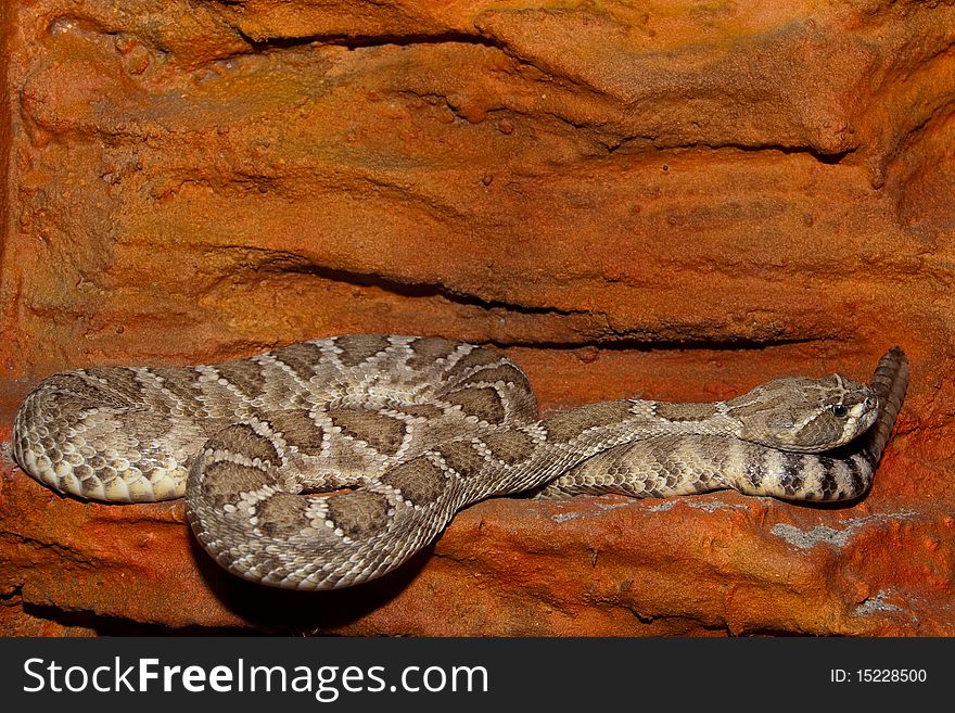 Diamondback Texas Rattlesnake