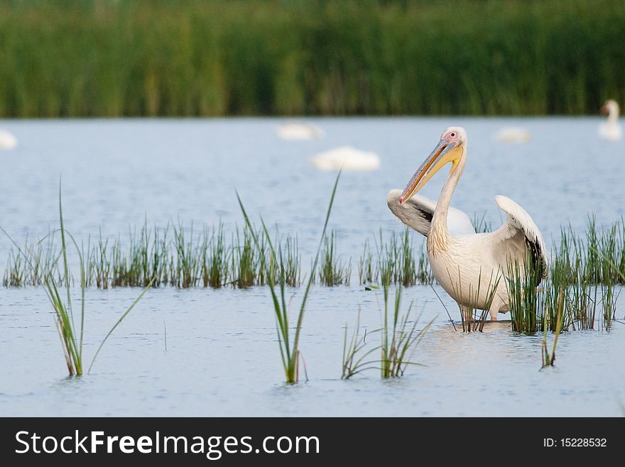 Great White Pelican (Pelecanus onocrotalus) in Water. Great White Pelican (Pelecanus onocrotalus) in Water
