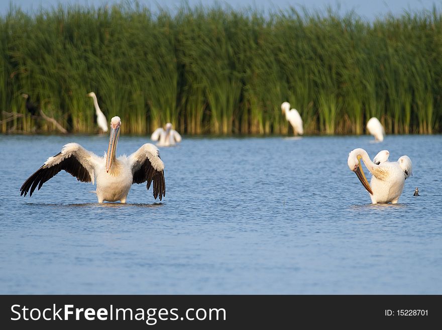 Great White Pelicans in Water, preening