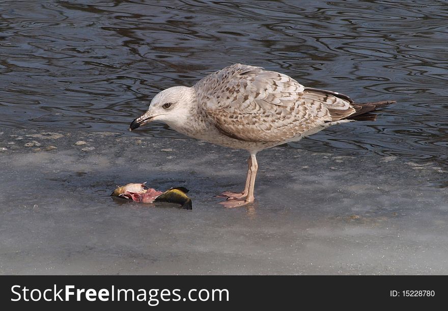 Immature Yellow-legged Gull (Larus Michahellis)
