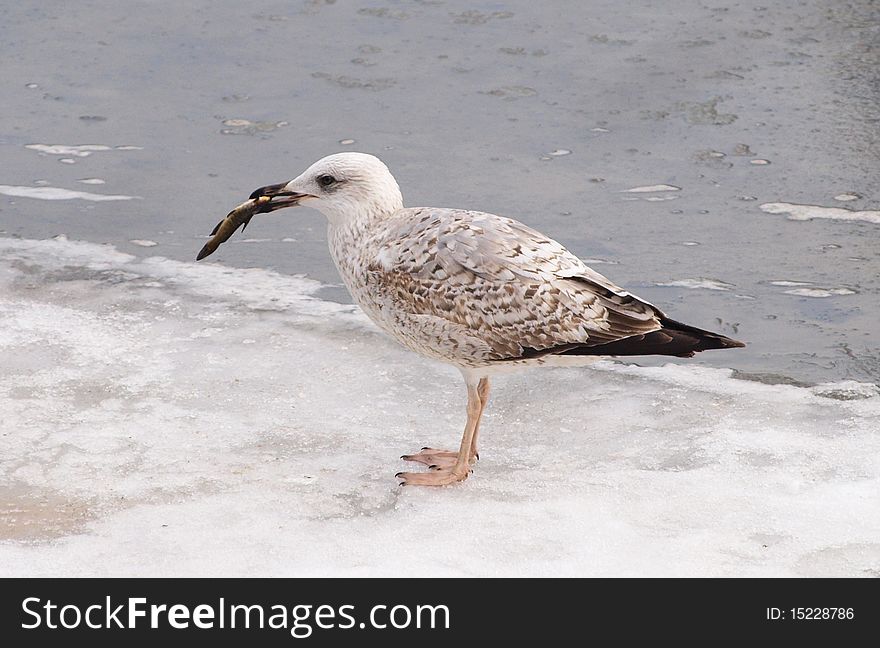 Immature Yellow-legged Gull (Larus michahellis)