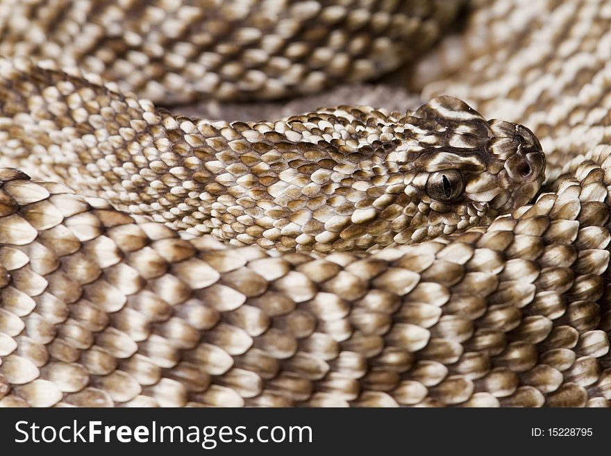 Uracoan Rattlesnake (Crotalus vegrandis) portrait