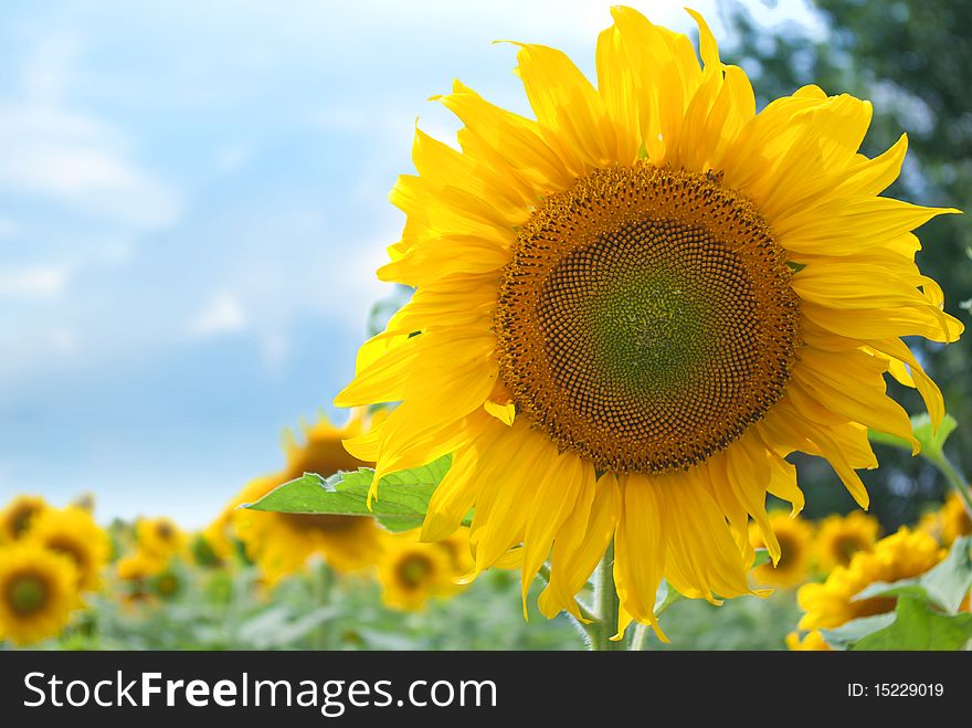 Sunflowers field with blue sky