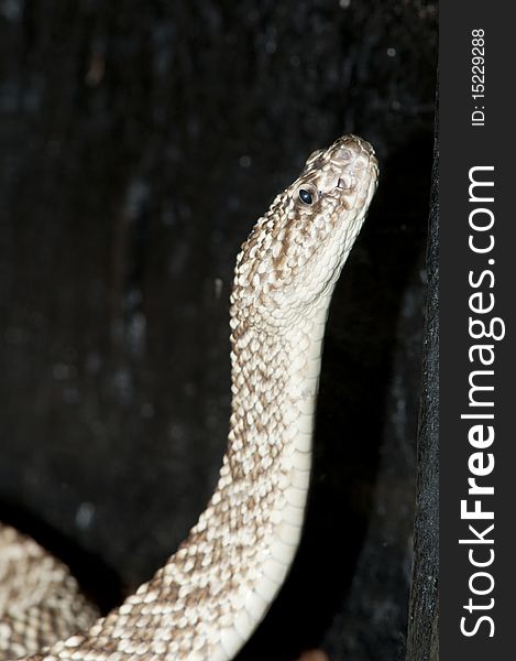 Uracoan Rattlesnake (Crotalus vegrandis) portrait